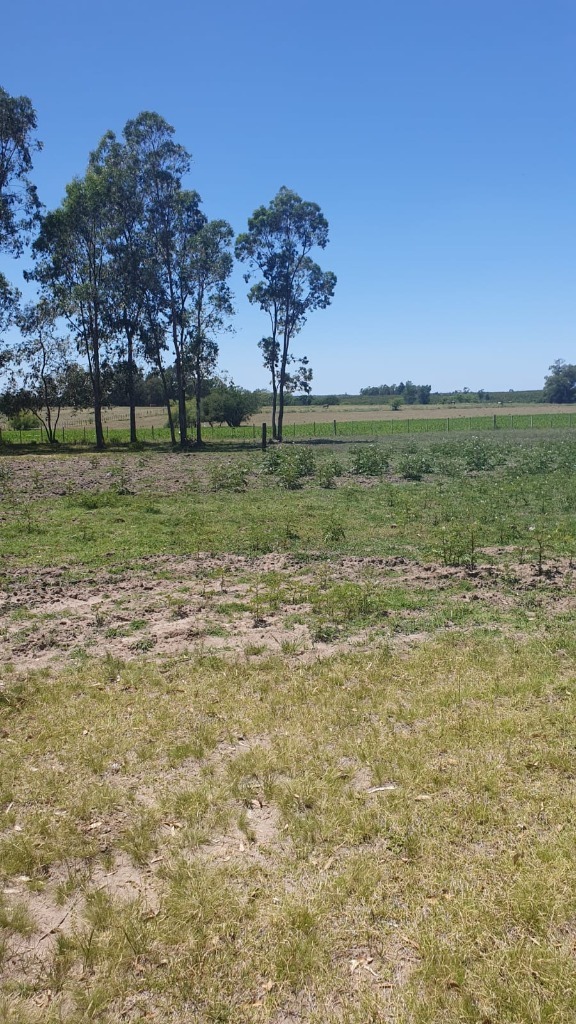 Chacra en Venta Paraje pense a minutos de la ciudad de Mercedes - foto 5