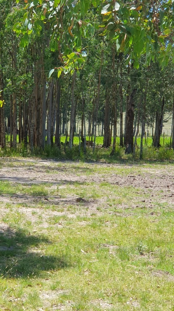 Chacra en Venta Paraje pense a minutos de la ciudad de Mercedes - foto 3