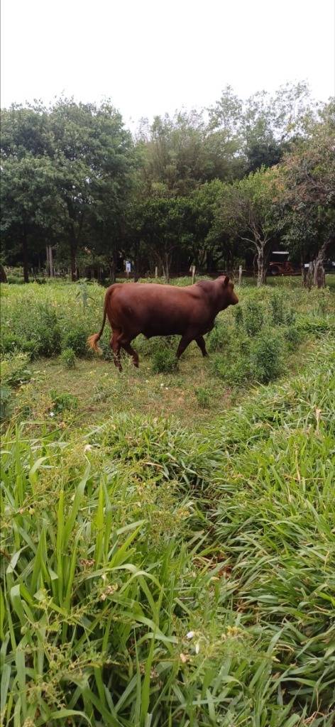 VENDO ESTANCIA EN VILLETA DE 11,8 HECTÁREAS — foto 2