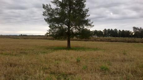Venta De Chacra En San Jacinto !!