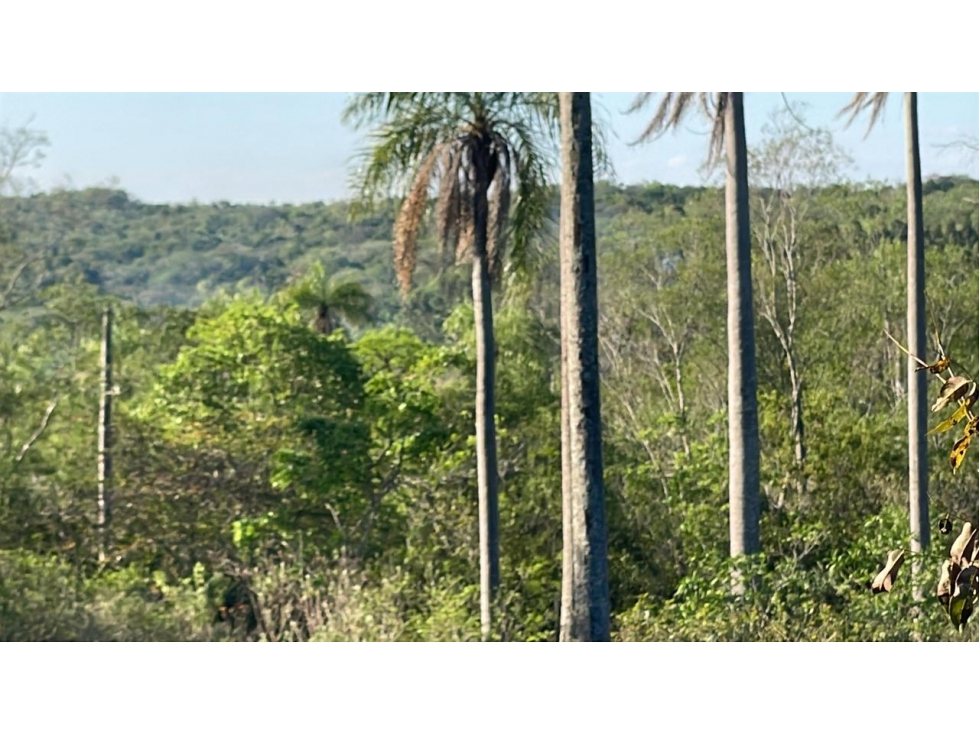Vendo 4,5 hectáreas en Piribebuy ???????? con manantial, arroyo y pileta — foto 3