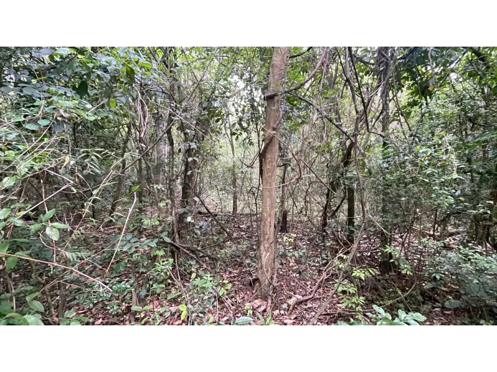 Vendo 4,2 hectáreas en Eusebio Ayala — foto 3