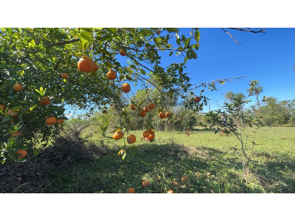 Vendo 6 hectáreas en Carapegua ????️???? Compañía Pacheco — foto 2