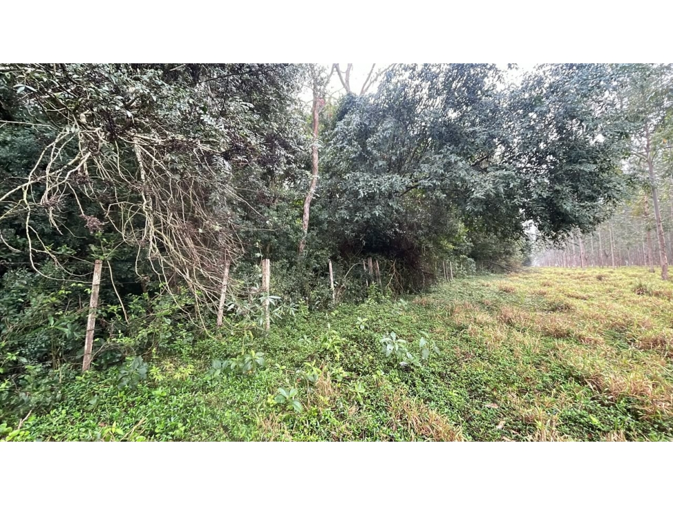 Vendo 20 hectáreas en La Colmena a 600 m del asfalto — foto 3