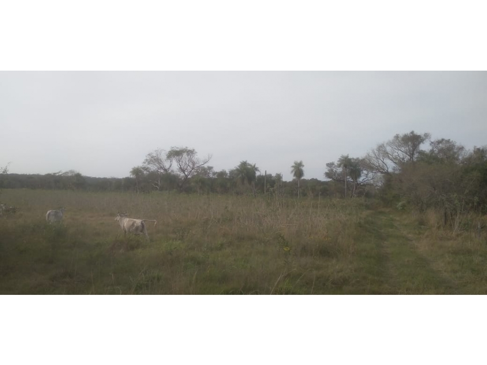 Vendo 20 hectáreas en Emboscada A 3 km de la ruta 3 del casco urbano — foto 2