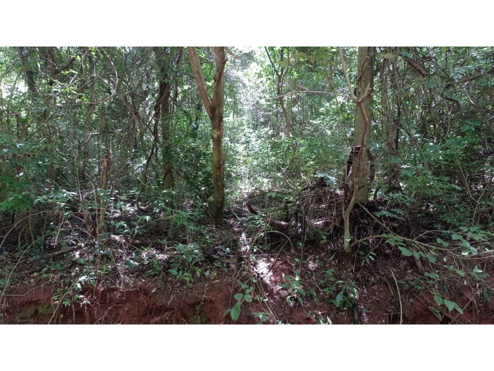 Vendo 2,9 hectareas en Caraguatay Zona Yegros A 750 mts de la ruta — foto 2