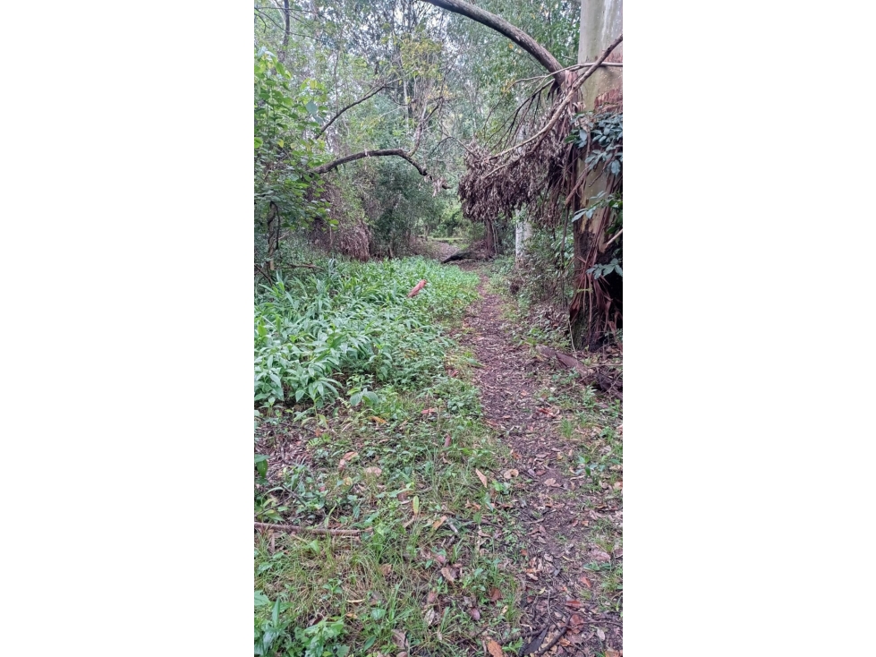 Vendo 2,9 hectareas en Caraguatay Zona Yegros A 750 mts de la ruta — foto 3