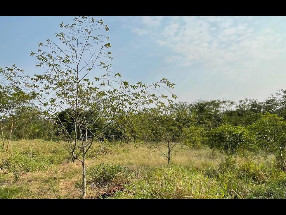 Vendo 5 hectáreas en Arroyos y Esteros - Zona San Antonio — foto 3