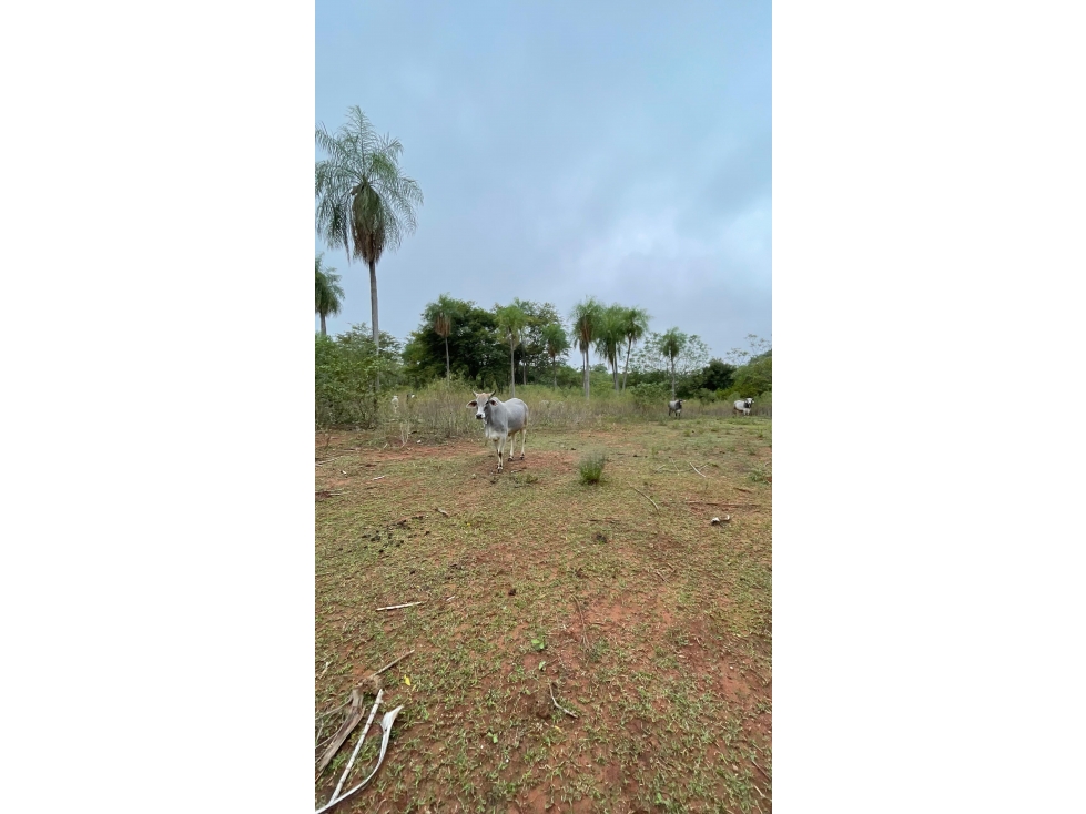 Vendo 9 Hectáreas Quiindy A 2,5 Km De La Ruta 1 — foto 3