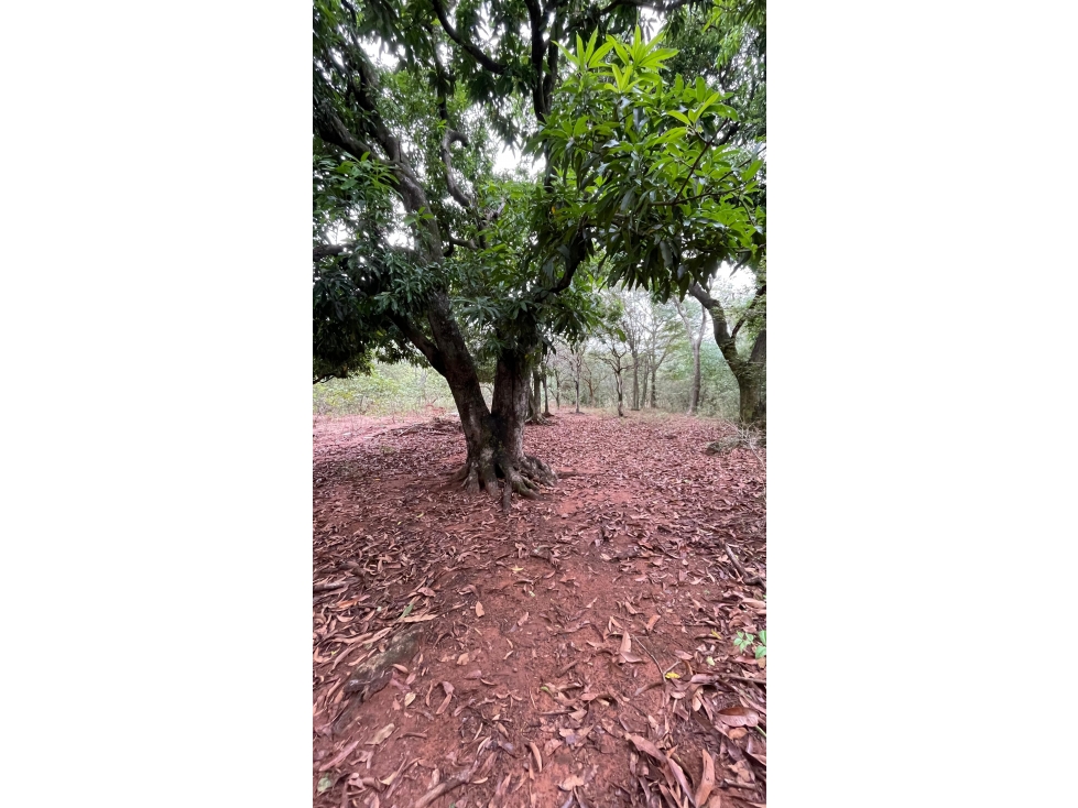 Vendo 9 Hectáreas Quiindy A 2,5 Km De La Ruta 1 — foto 2