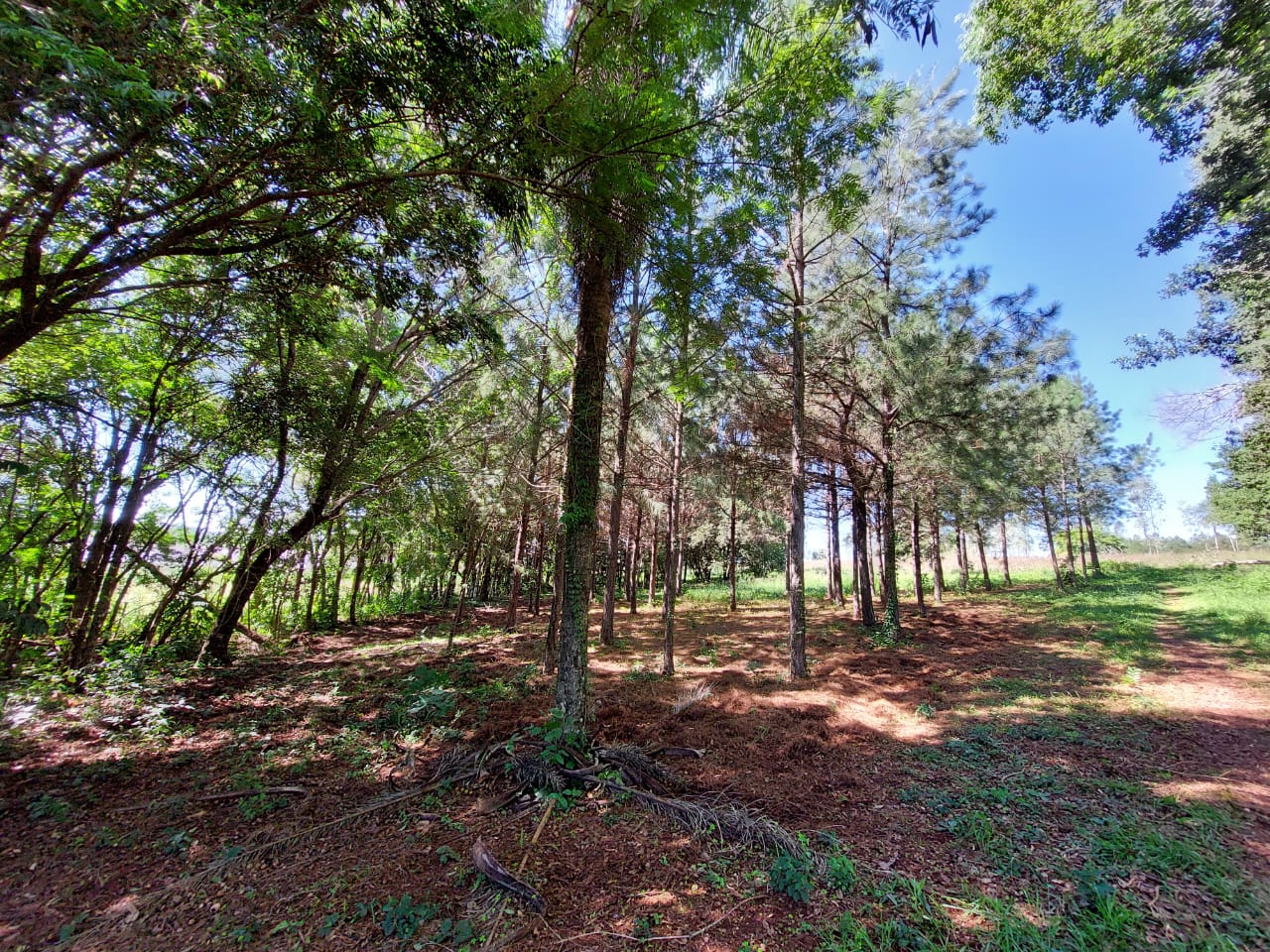 Terreno en venta en Encarnación — foto 2