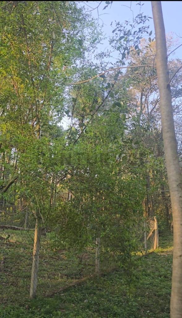 VENDO TERRENO - LAS CUMBRES, SAN BERNARDINO — foto 3