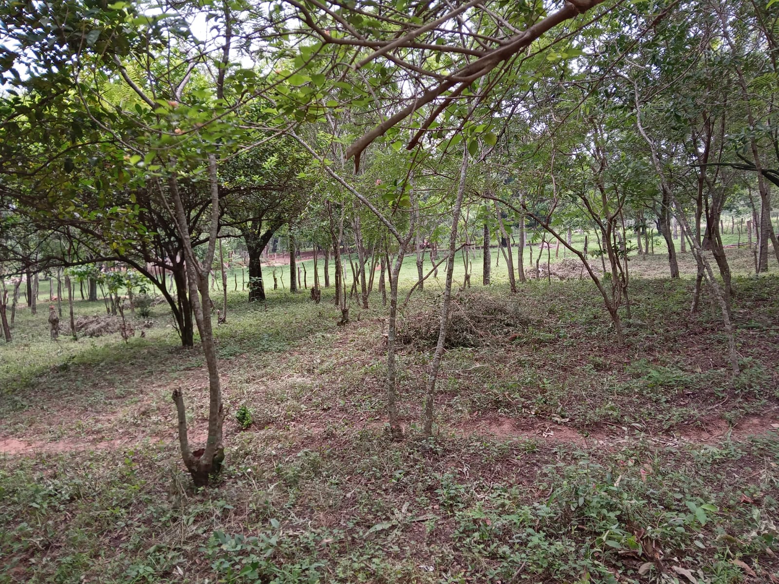 VENDO casi 1 hectarea en ALTOS con vista al cerro — foto 3
