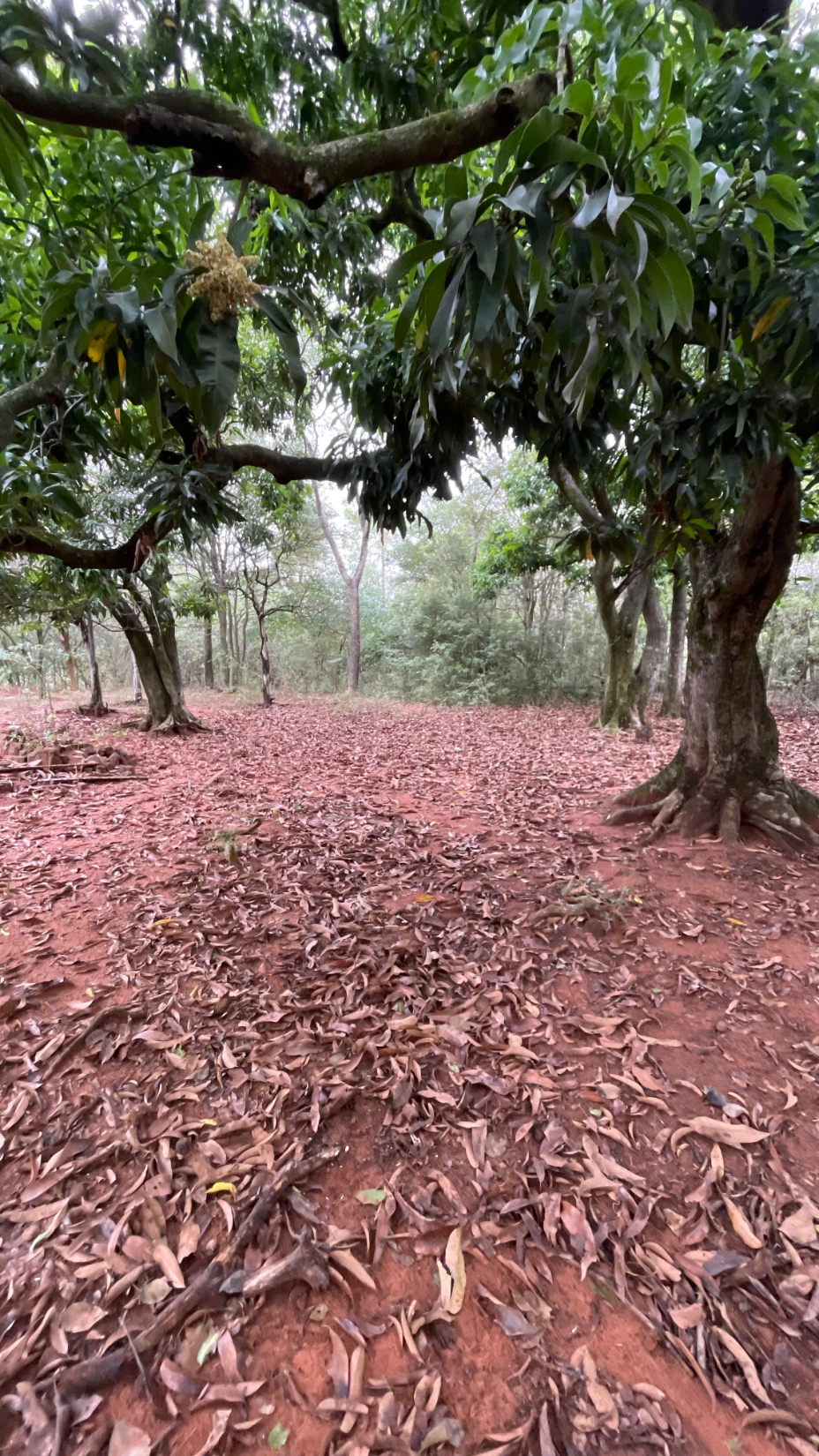 Vendo 9 Hectáreas Quiindy A 1,4 Km Del Asfalto — foto 3
