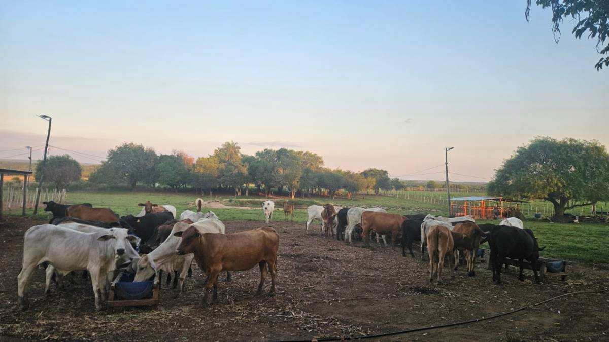 Venta de Rancho Hebrón – 30 Hectáreas Productivas en Compañía Entre Ríos, Ybycuí — foto 2