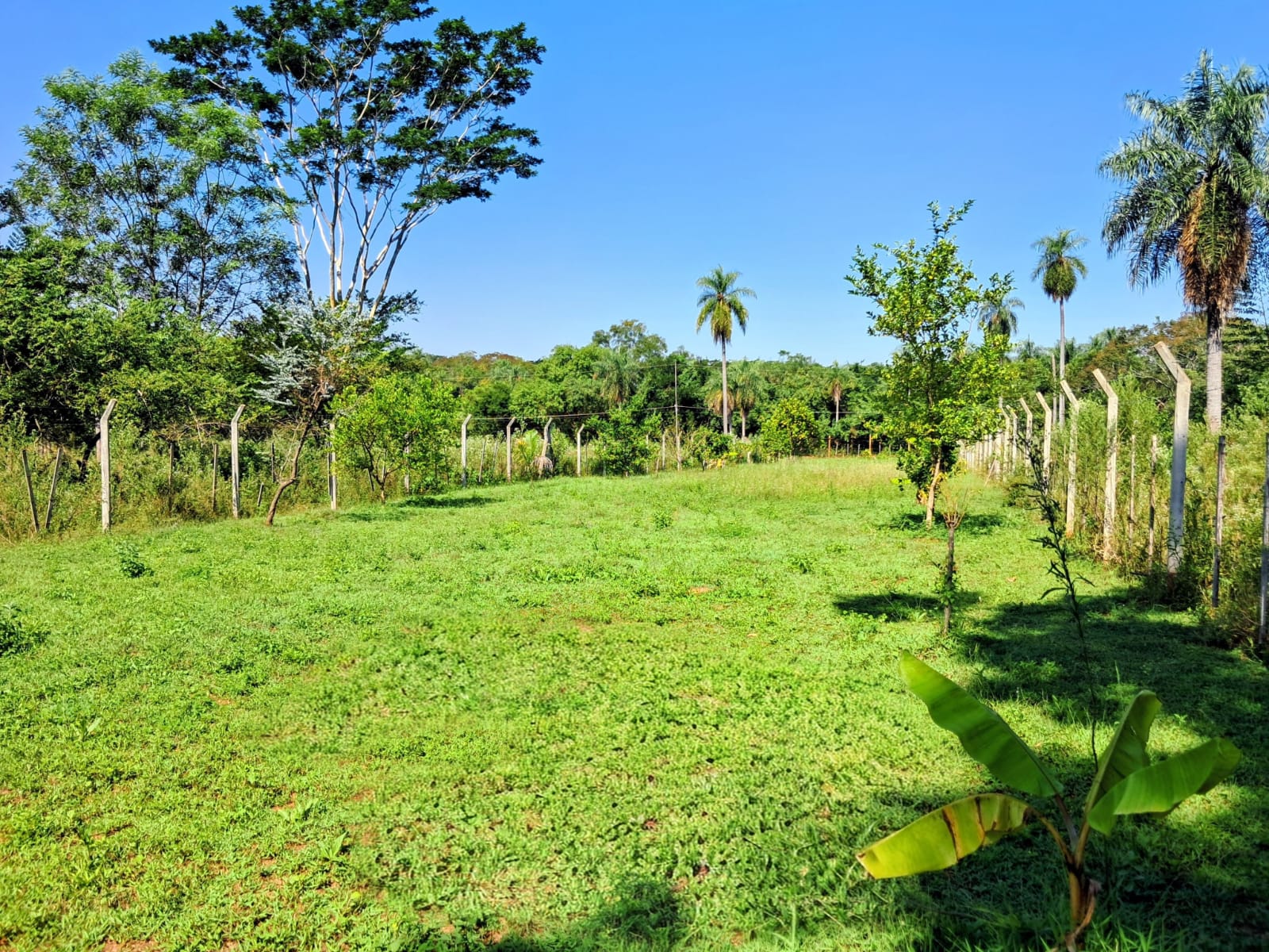 Vendo imponente propiedad de 2.775 m2 en Yaguarón Km.53 a 2 cuadras de la Ruta 1 — foto 3