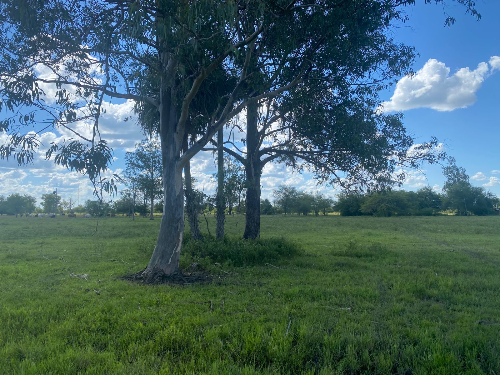 VENDO TERRENO EN CHACO´I — foto 3