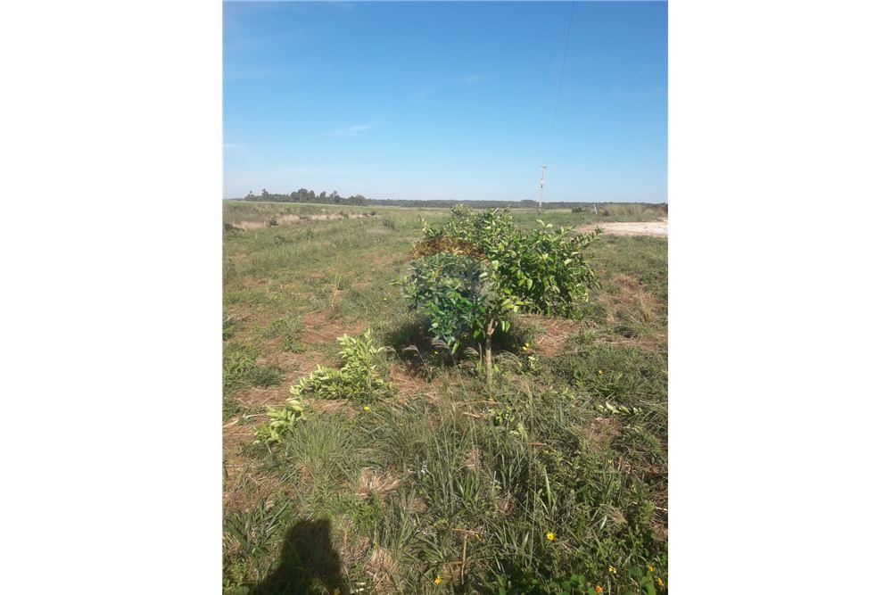 En Venta - Estancia/Campo - San Juan Nepomuceno, Caazapá, Paraguay — foto 3