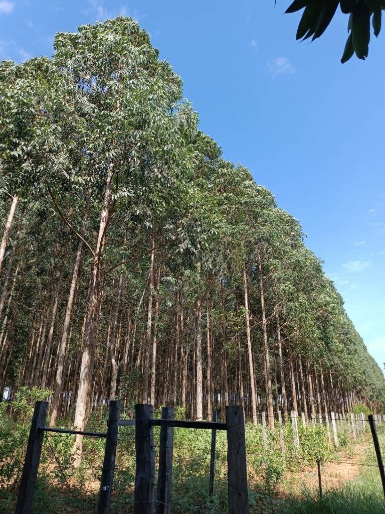 Venta de 4 HECTAREAS en Carapeguá — foto 3