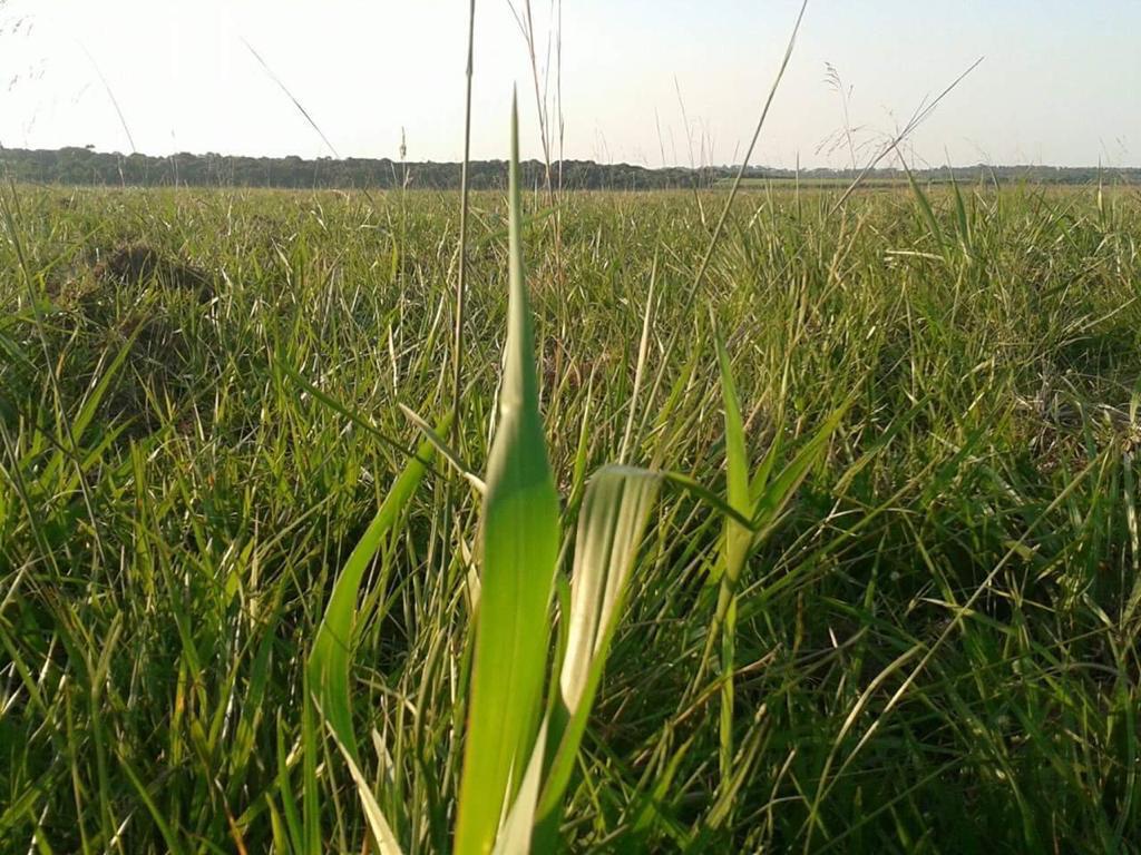 ???? EXCELENTE CAMPO DE 90 HECTÁREAS EN VENTA – YBYCUÍ, PARAGUAY ???? — foto 3