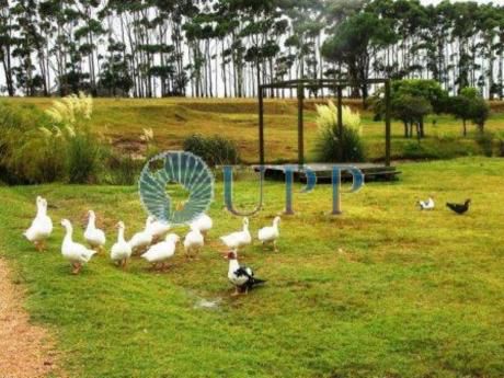Terrenos En San Vicente: Upp447t