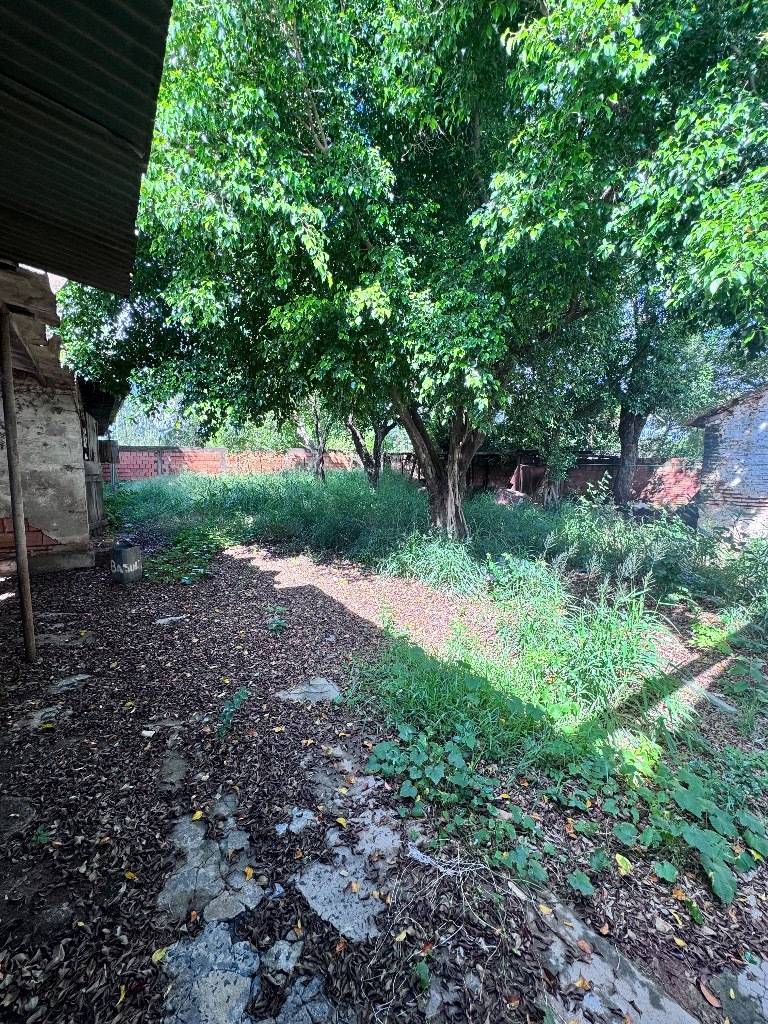 TINGLADO EN YPANE EN VENTA — Foto 3