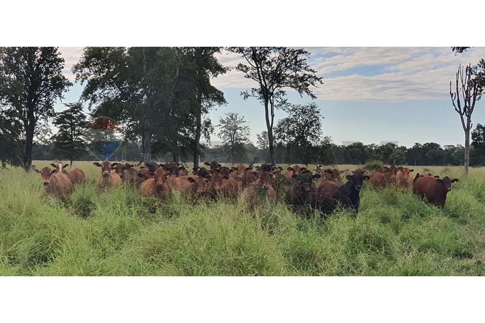 Estancia en Bahía Negra Chaco Paraguayo — foto 3