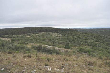 Campo Forestal En Sierra – Lavalleja