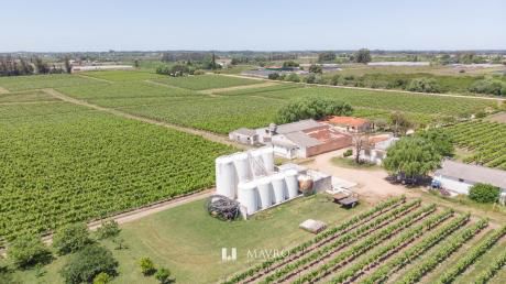 Bodega De 23 Has. - Productiva