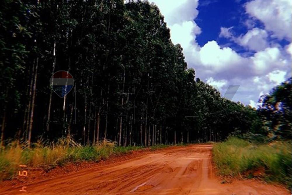 VENDO CAMPO CON EUCALIPTOS EN SAN PEDRO CHORE — foto 2