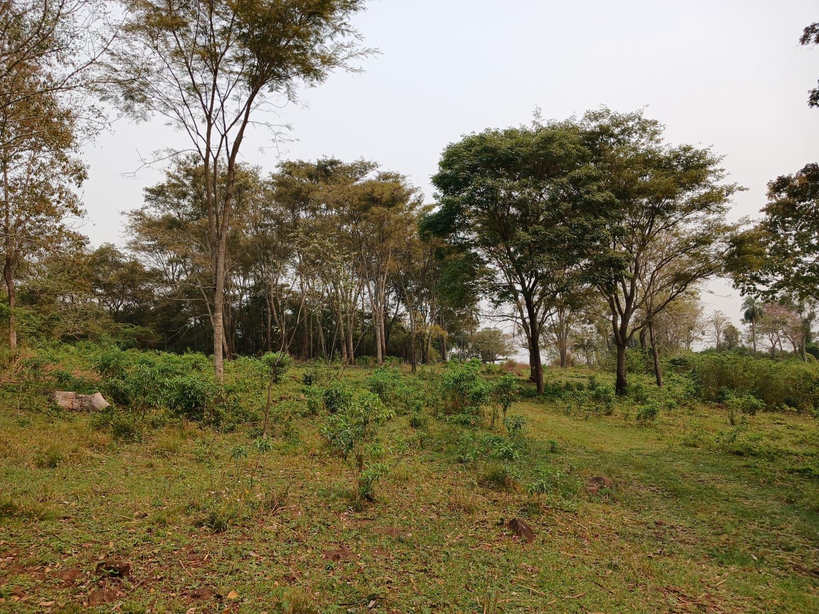 VENDO TERRENO EN CORONEL OVIEDO-Ideal para explotación de Piedras basalto — foto 3