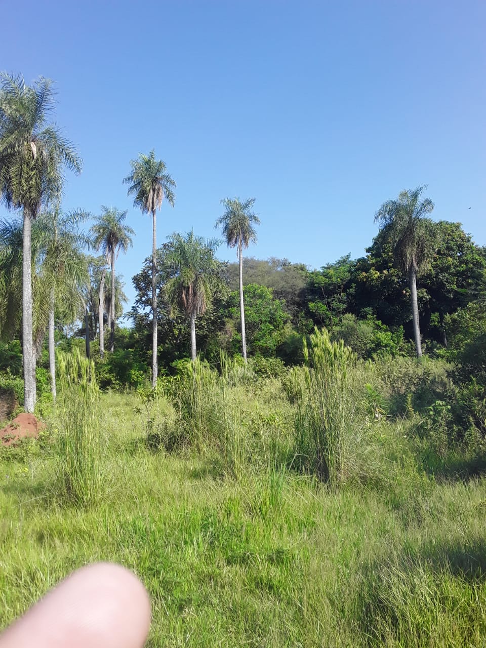 ???? ¡OPORTUNIDAD ÚNICA! TERRENOS EN VENTA EN ATYRA - MBURURÚ ???? — foto 3