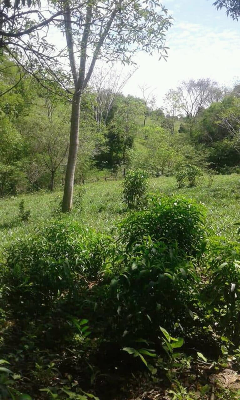 Vendo  De 17,6 Has. En Santiago – Misiones — foto 3