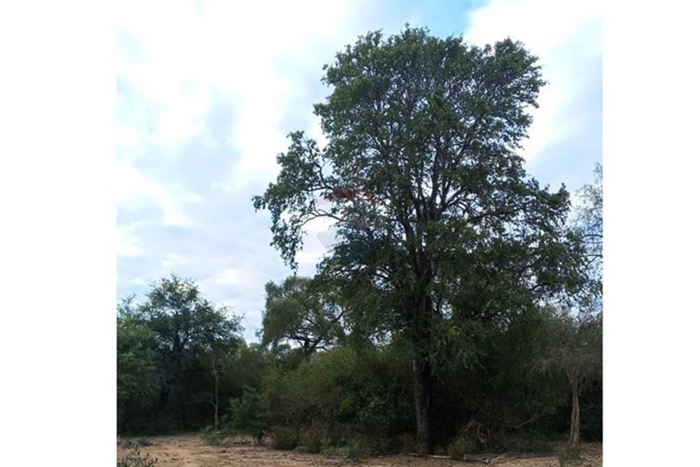 Campo Virgen en Venta: 500ha en el Chaco Py — foto 3