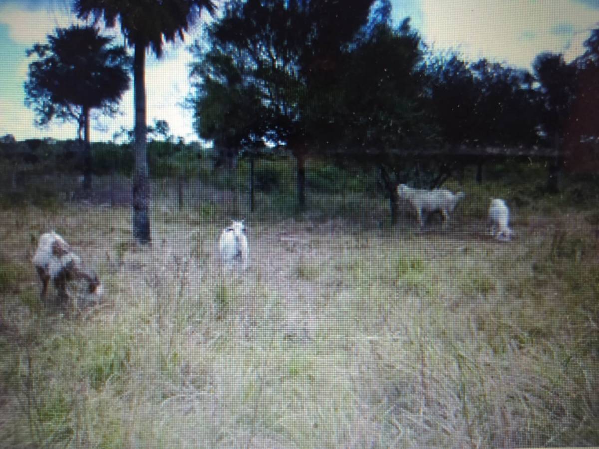 Terreno en venta en Pilar — foto 3