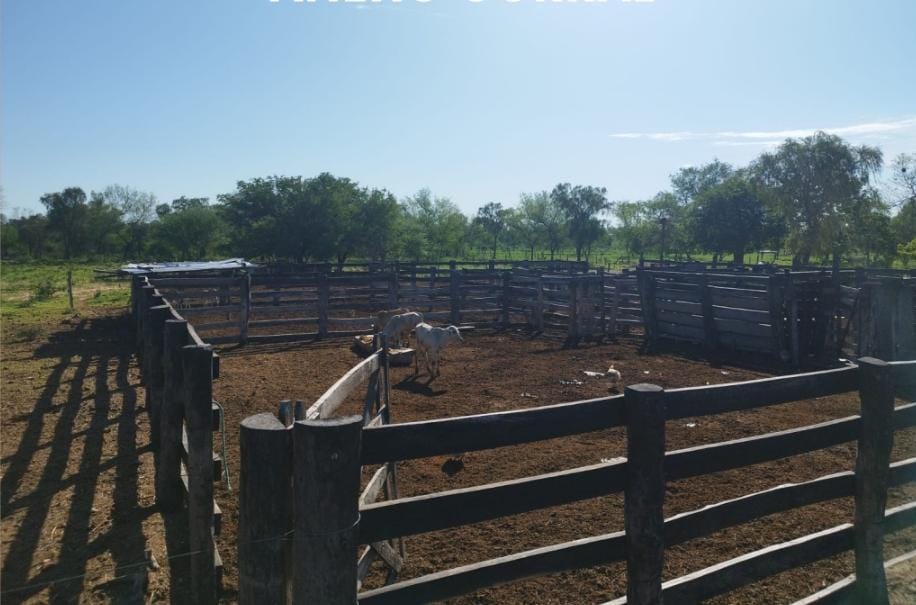 Vendo Estancia de 2.500 Hectáreas en Mcal. Estigarribia, Boquerón - CLCS7426071 — foto 3