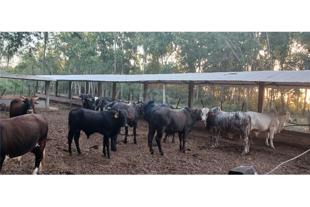 VENDO 35 HECTAREAS EN TOBATI IDEAL PARA ENGORDE — foto 2