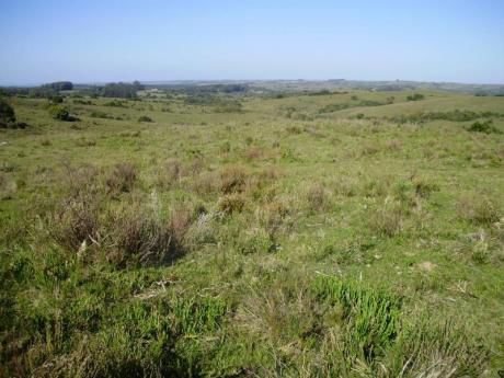 Campo Ganadero Forestal