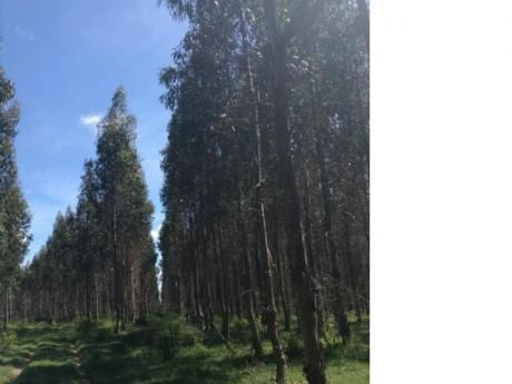 Muy Buen Campo Forestal