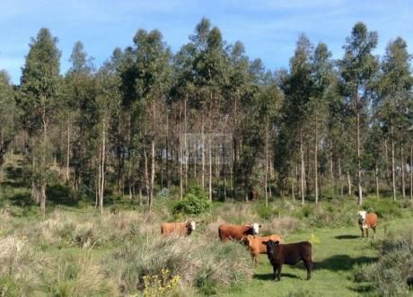 Campo Forestado Prox. Castillos