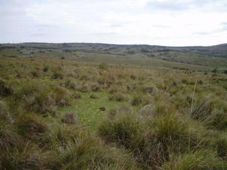 Campo Ganadero Forestal