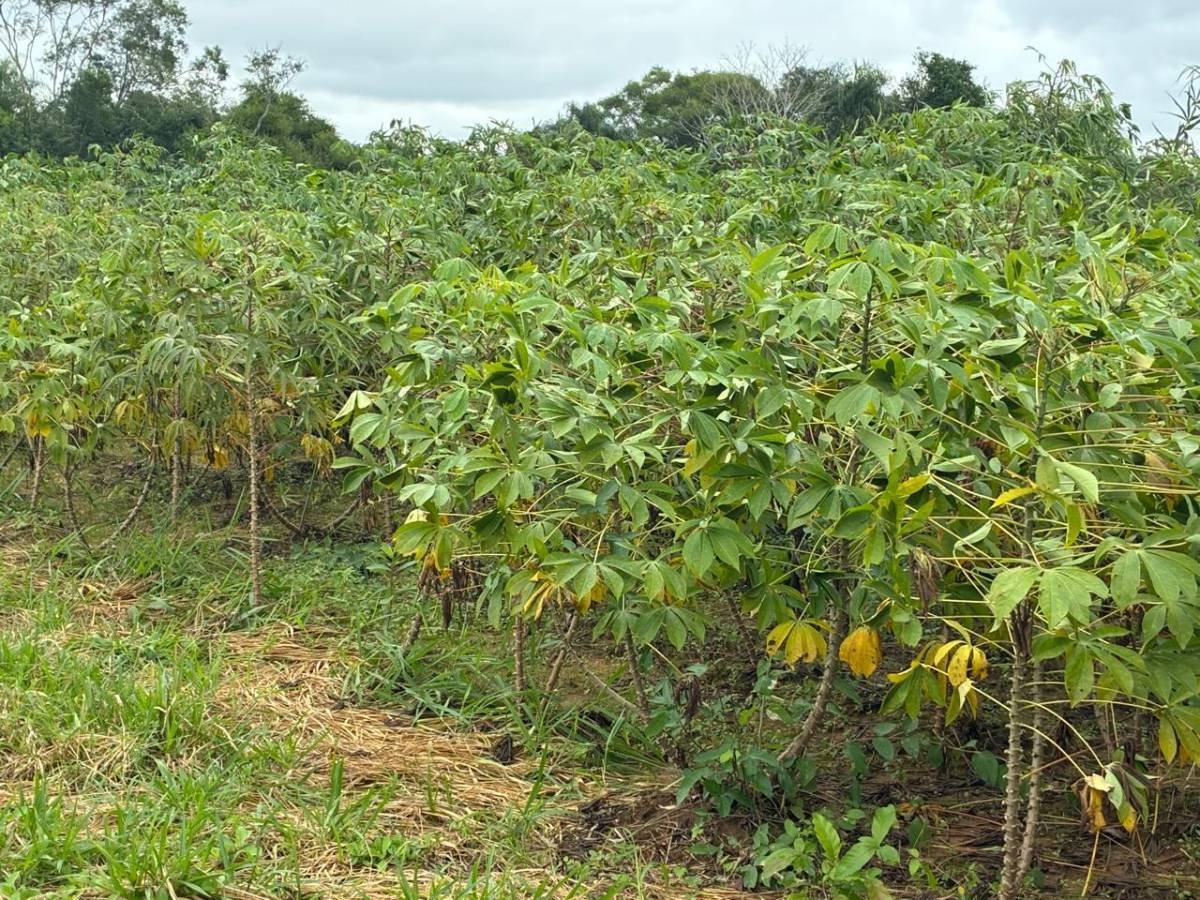 VENDO TERRENO DE 10 HECTAREAS EN SANTA ELENA - CORDILLERA — foto 2