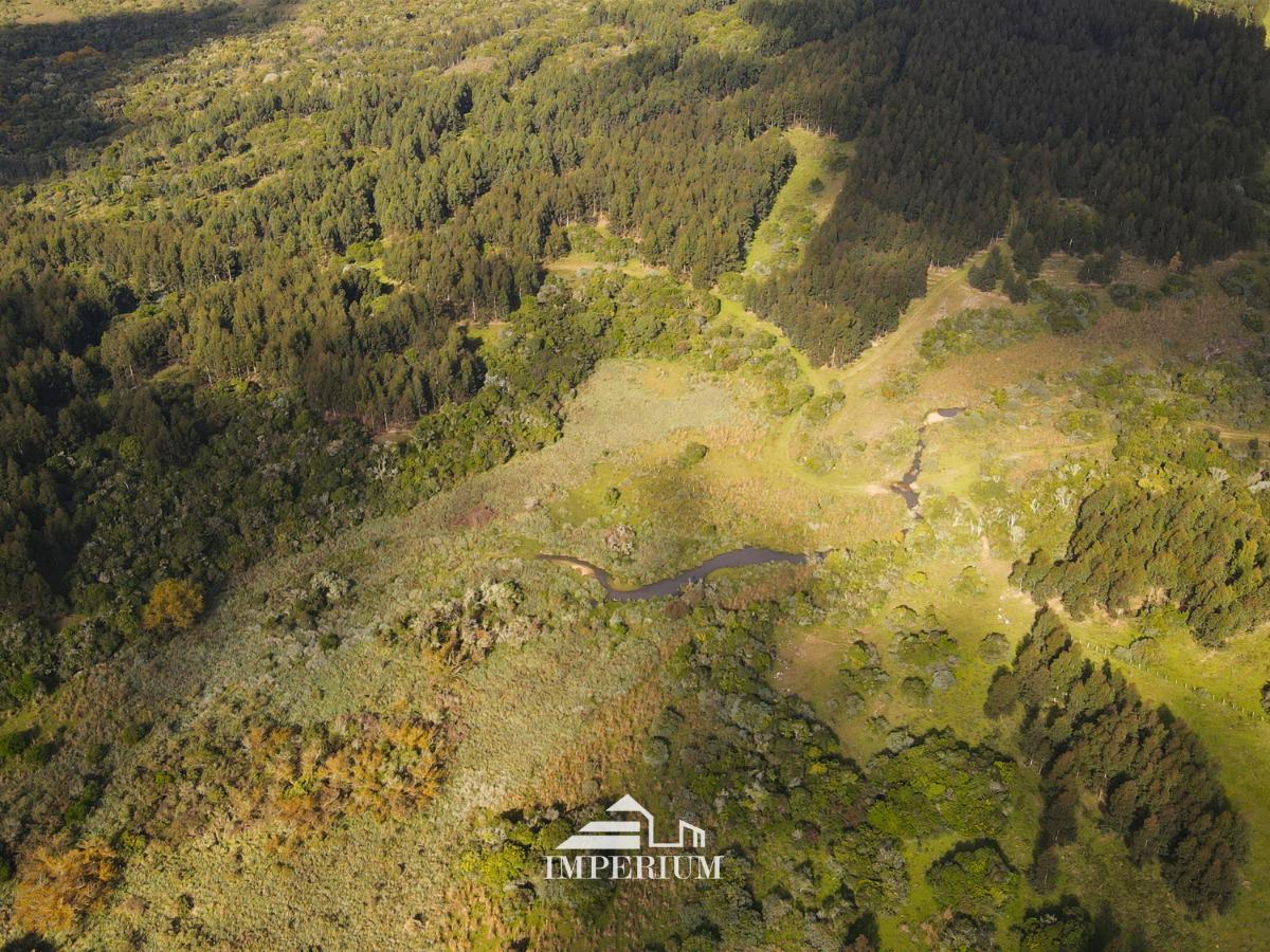 VENTA | Campo forestal en Rivera, 768 Hás - foto 2