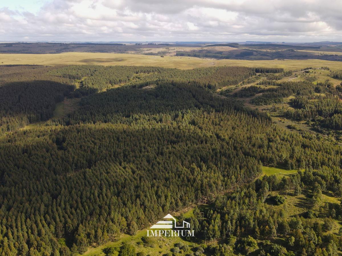 VENTA | Campo forestal en Rivera, 768 Hás - foto 3