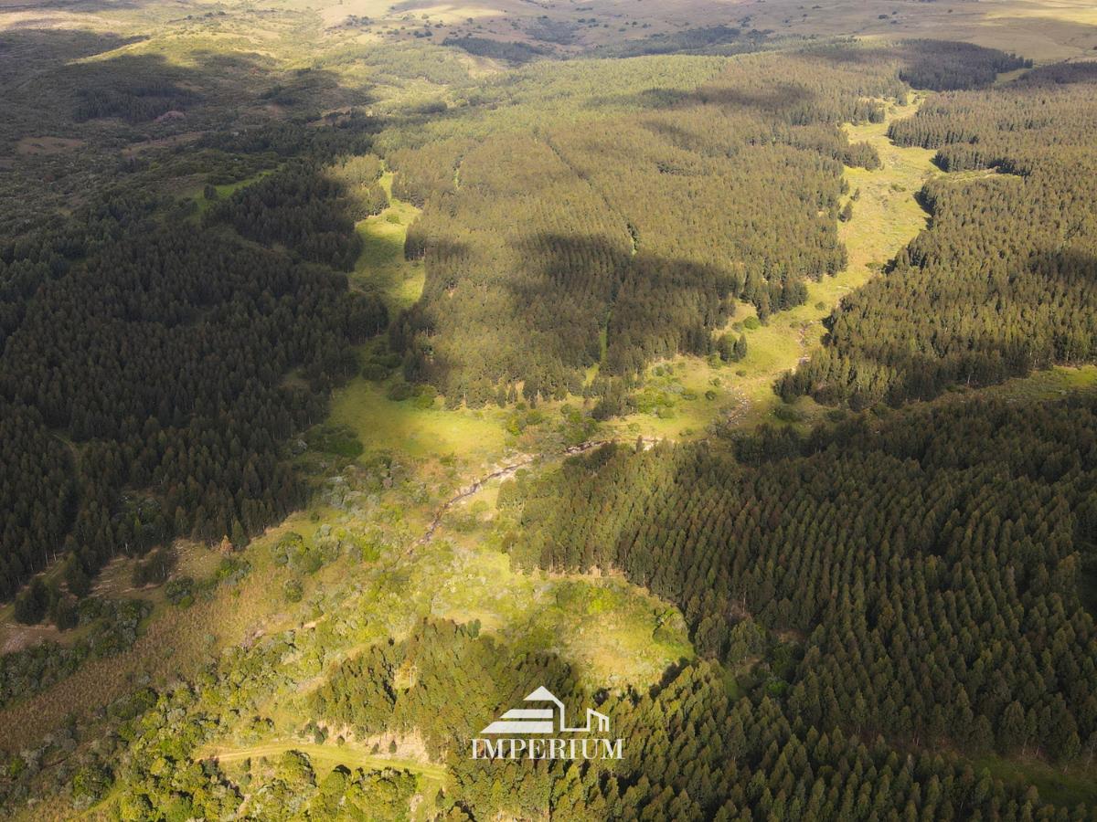 VENTA | Campo forestal en Rivera, 768 Hás - foto 4