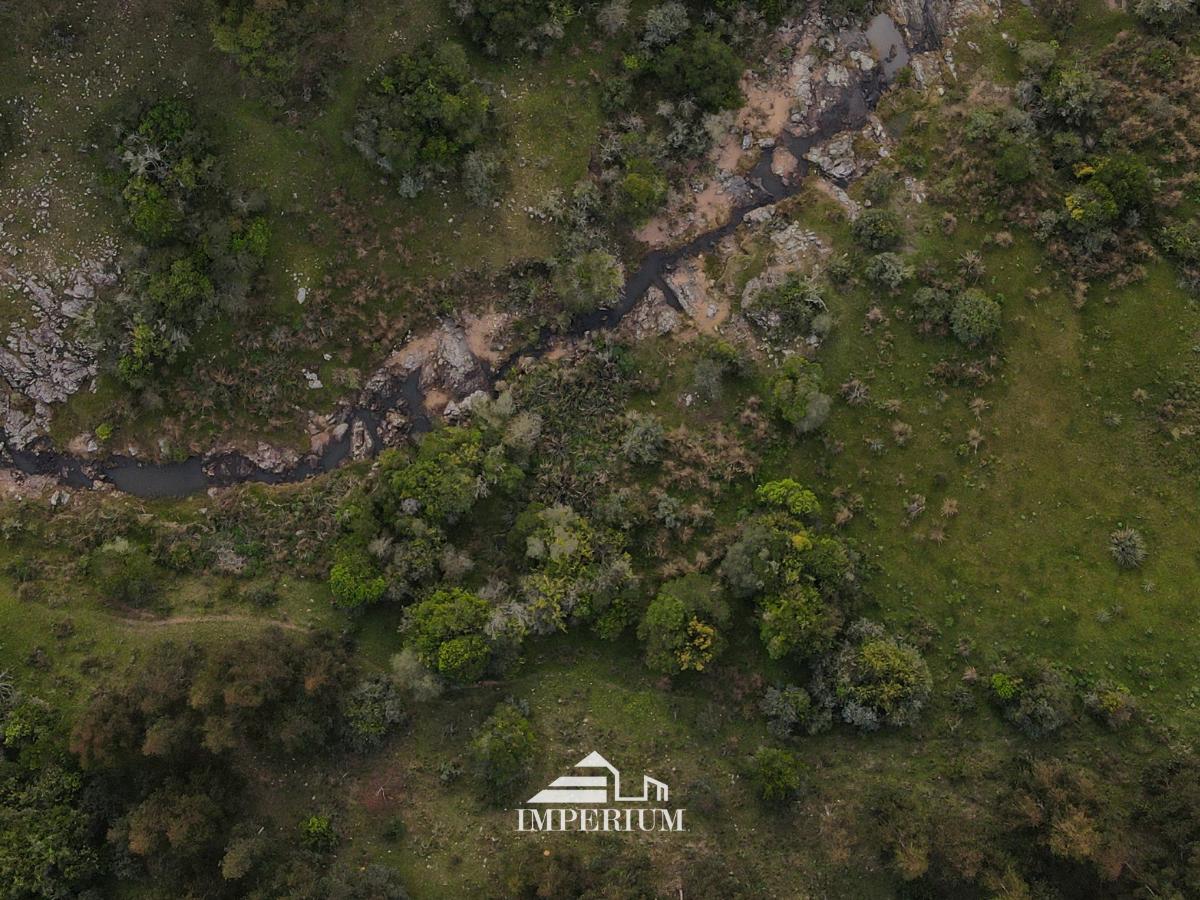 VENTA | Campo forestal en Rivera, 768 Hás - foto 1