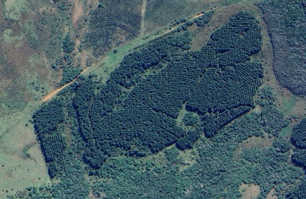 VENTA | Campo forestal en Rivera, 768 Hás - foto 5