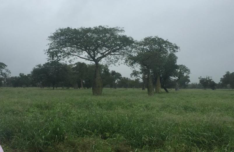 Vendo Campo de 7.031 Hectáreas en Mcal. Estigarribia, Boquerón - CLCS6101377 — foto 3
