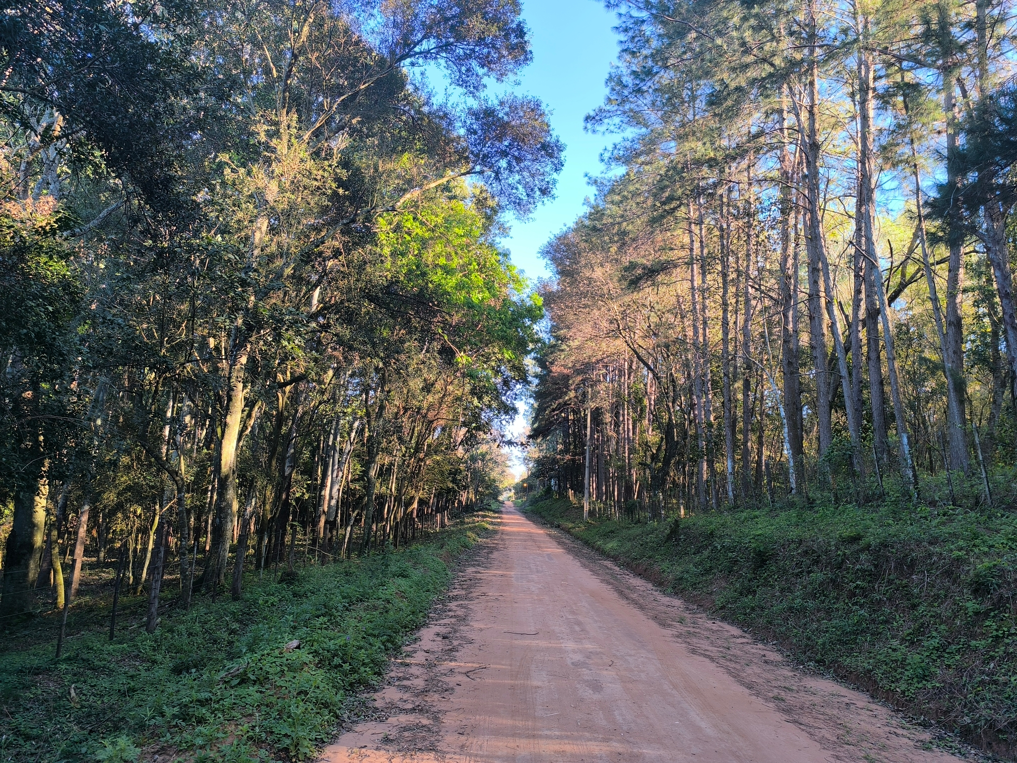 VENDO TERRENO ARBOLADO EN EUSEBIO AYALA — foto 2