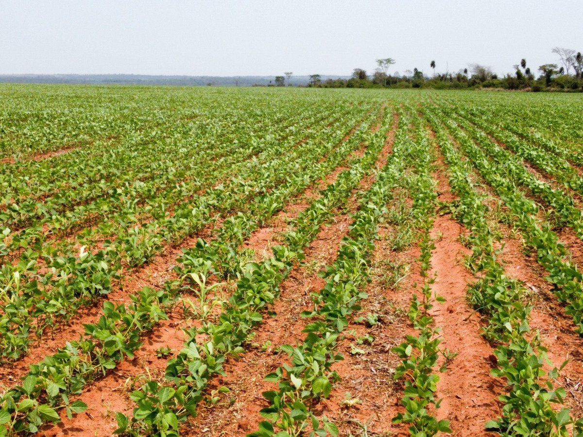 CAMPO EN VENTA -CURUGUATY! – 1.001 HECTÁREAS PRODUCTIVAS — foto 3